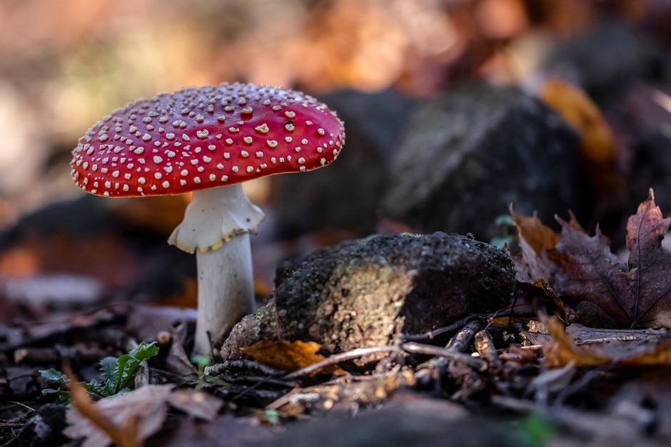 Toadstool of the fly agaric fungus. Getty Images