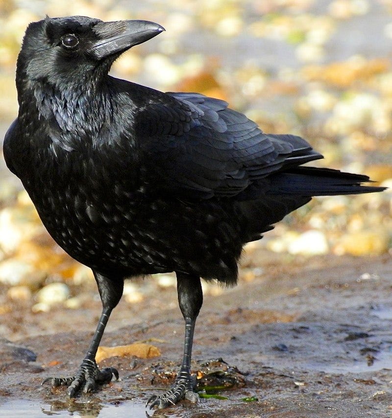 Crow - Wikipedia