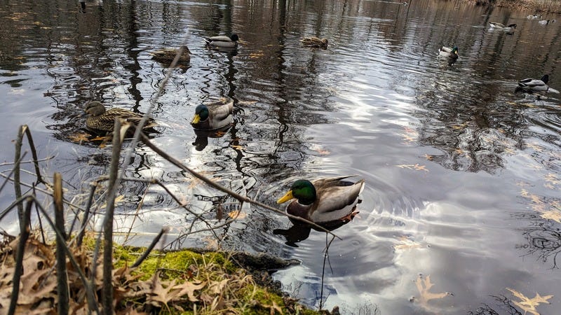 Several mallard ducks floating on a pond