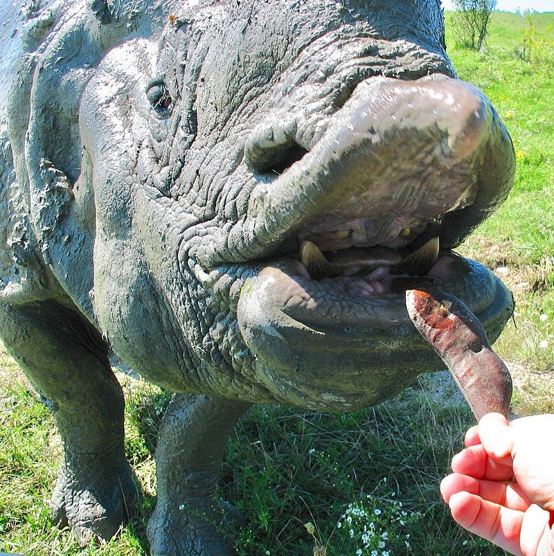 a rhino with their mouth open to a kentucky coffee tree bean held up by the photographer