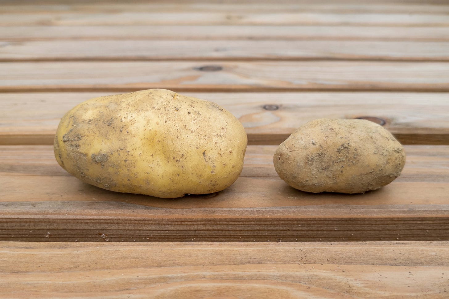 Bio-Kartoffeln der robusten Sorte «Vitabella» und «Queen Anne». Bio-Kartoffeln der robusten Sorte «Vitabella» und «Queen Anne».