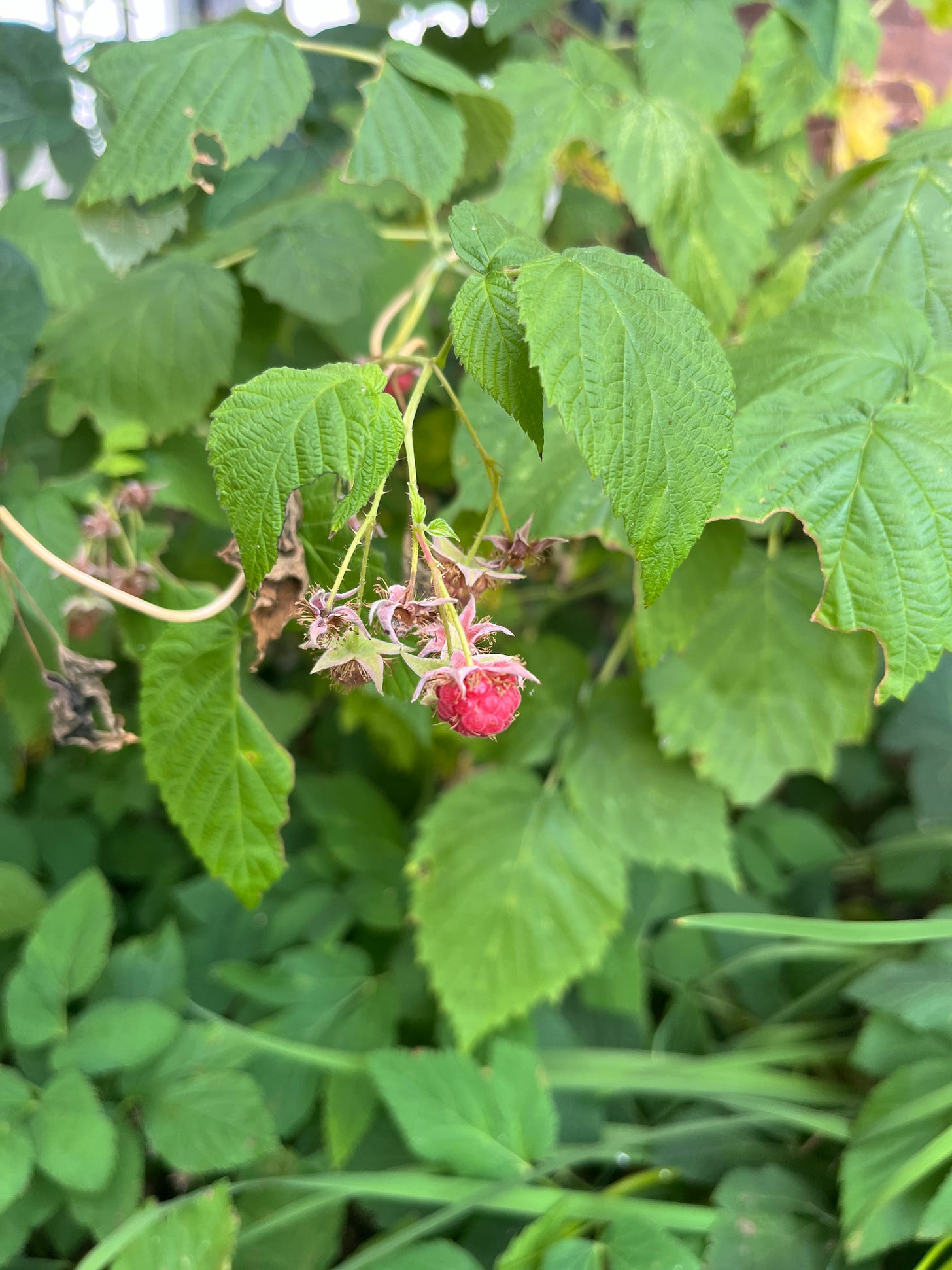 A very tiny raspberry ripening on the bush