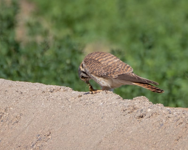 20250401-Marana-483-Edit.jpg