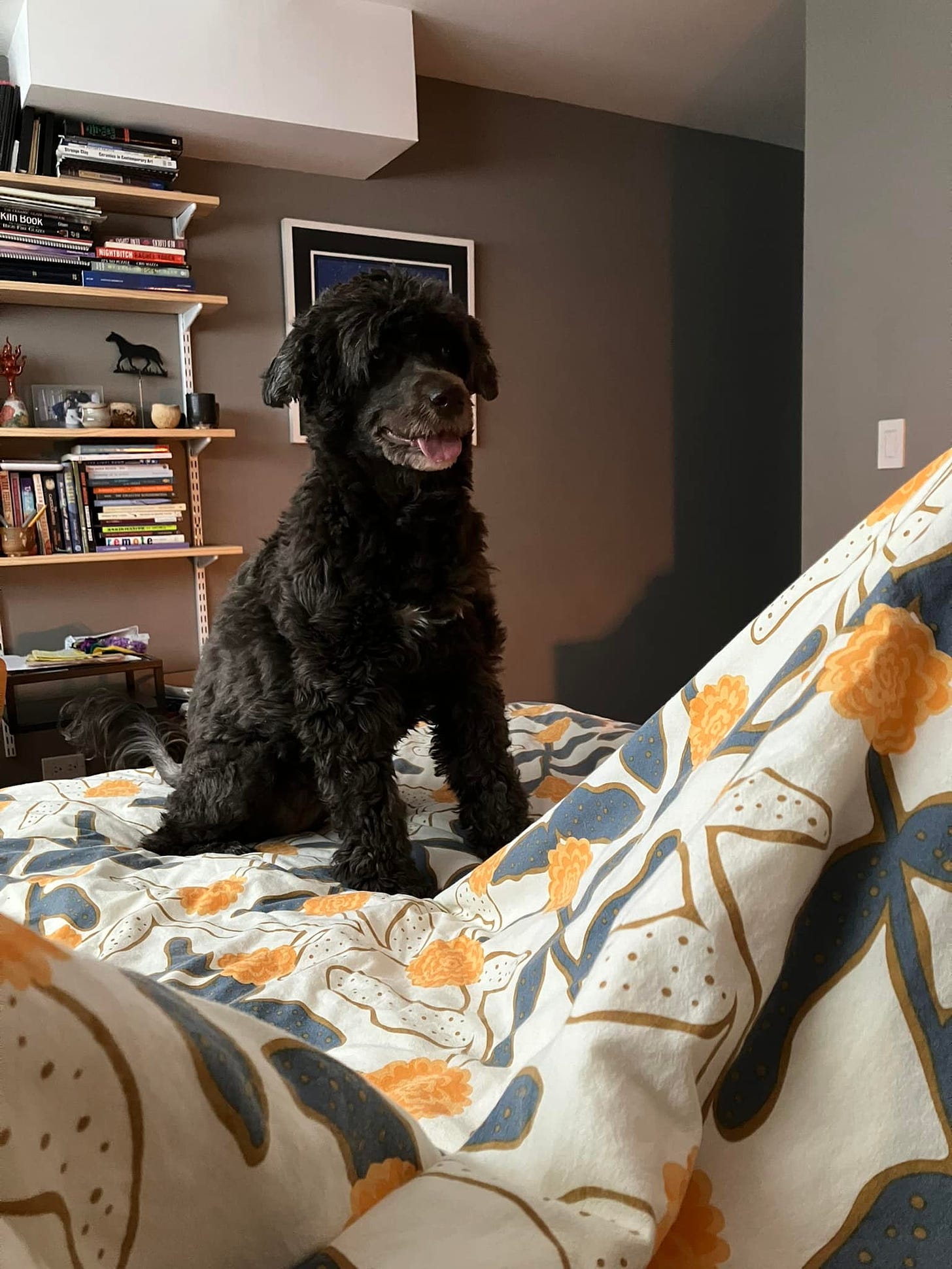 grinning portugese water dog hopped up on bed, expectant