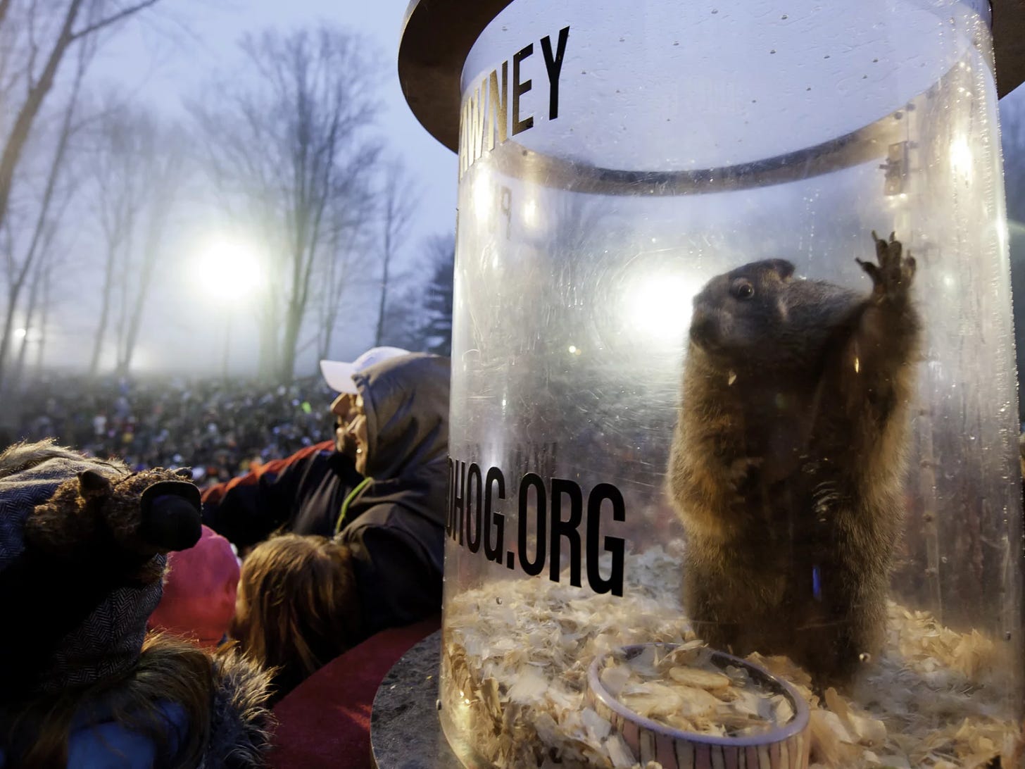 A groundhog in a clear cylinder in front of a crowd.