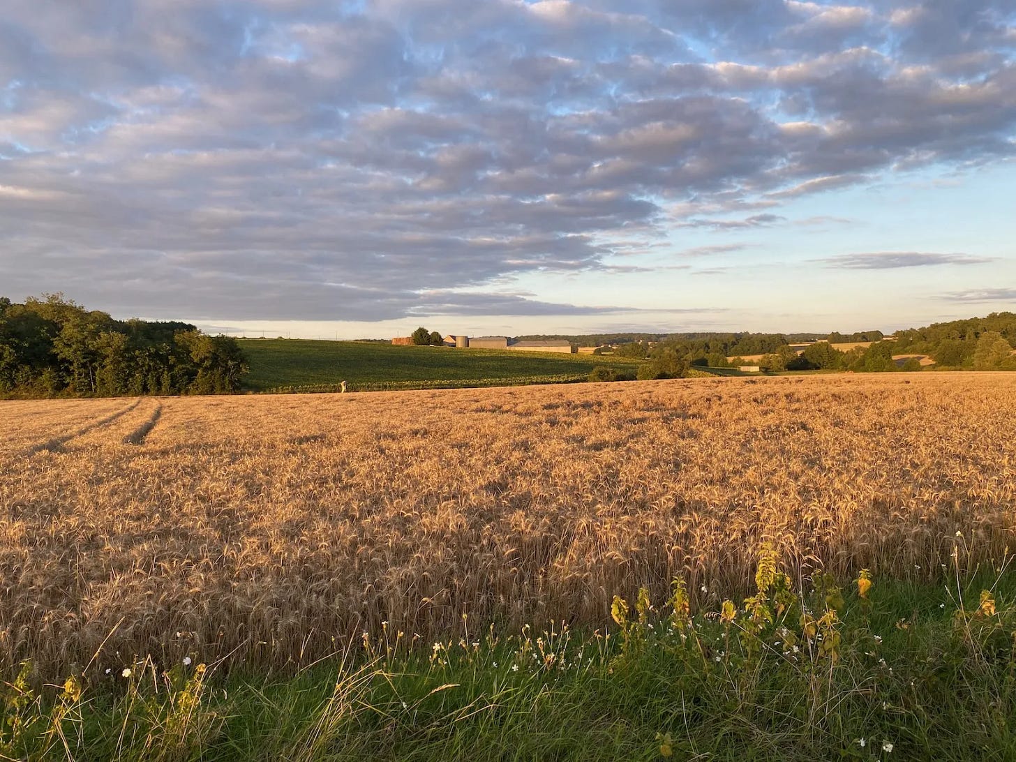 Dans les champs Dans les champs
