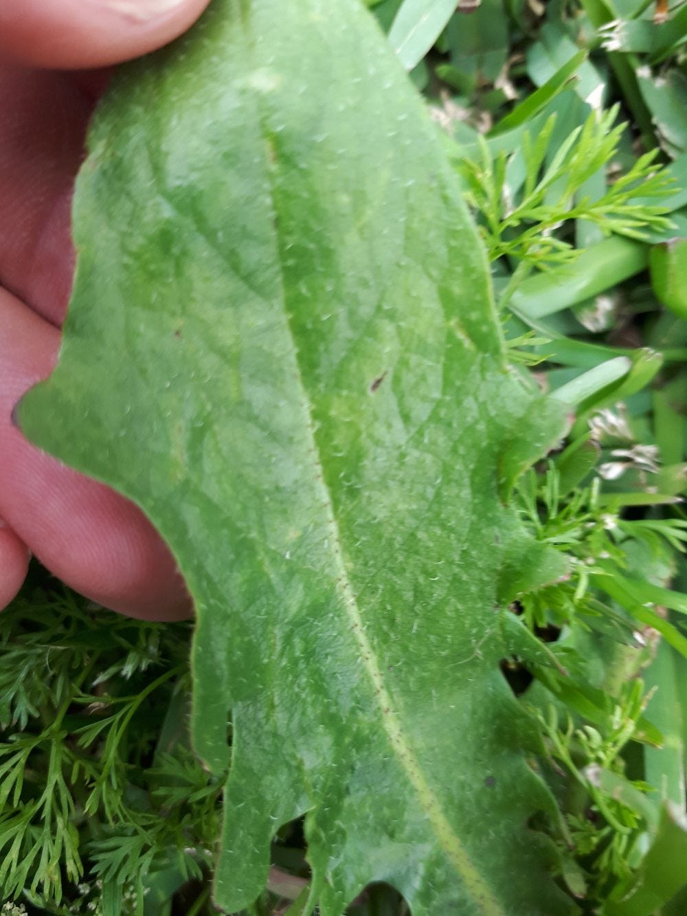 Hypochaeris radicata [Leaf] sml.jpg