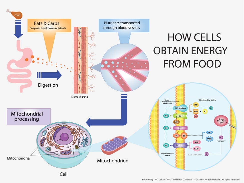 how cells obtained energy from food