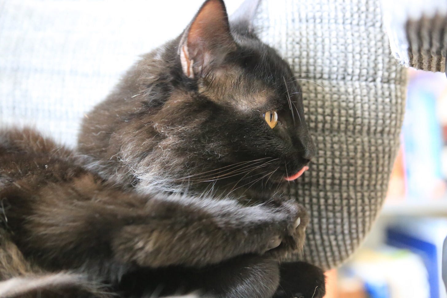 Black long haired cat looking right while licking mouth, sitting in a grey office chair