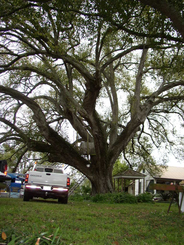 Live oak with outbuilding in background and truck underneath