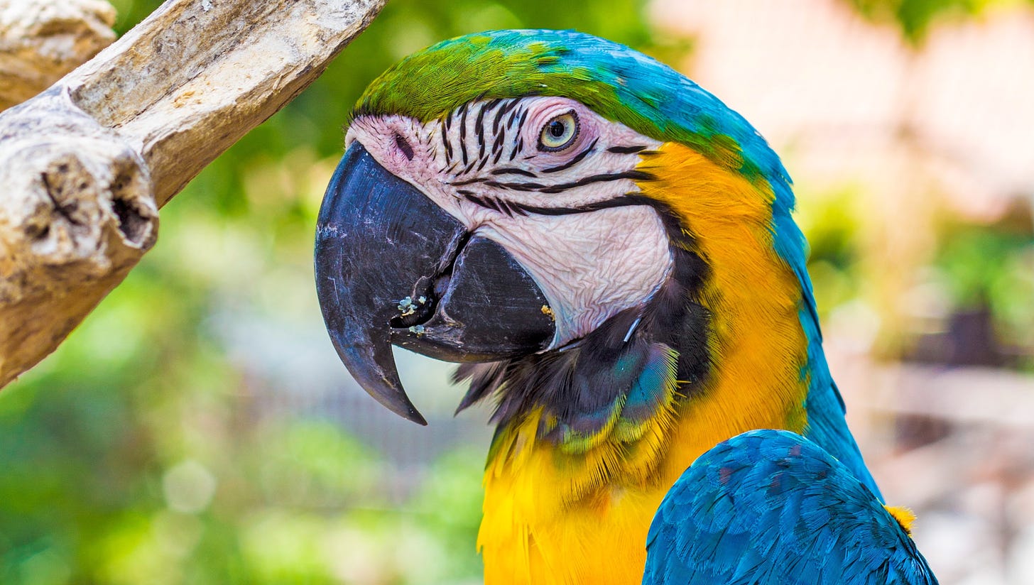 A blue and gold macaw with eye half open, giving it a bit of an "are you kidding me with this?" expression