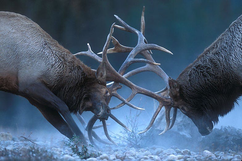 Bulls In Rut: Elk Fighting Behavior Captured In Photos | Field & Stream