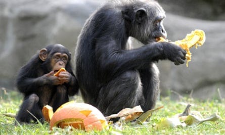 It's pumpkin time for zoo animals across the US – whether they like it or  not | Zoos | The Guardian