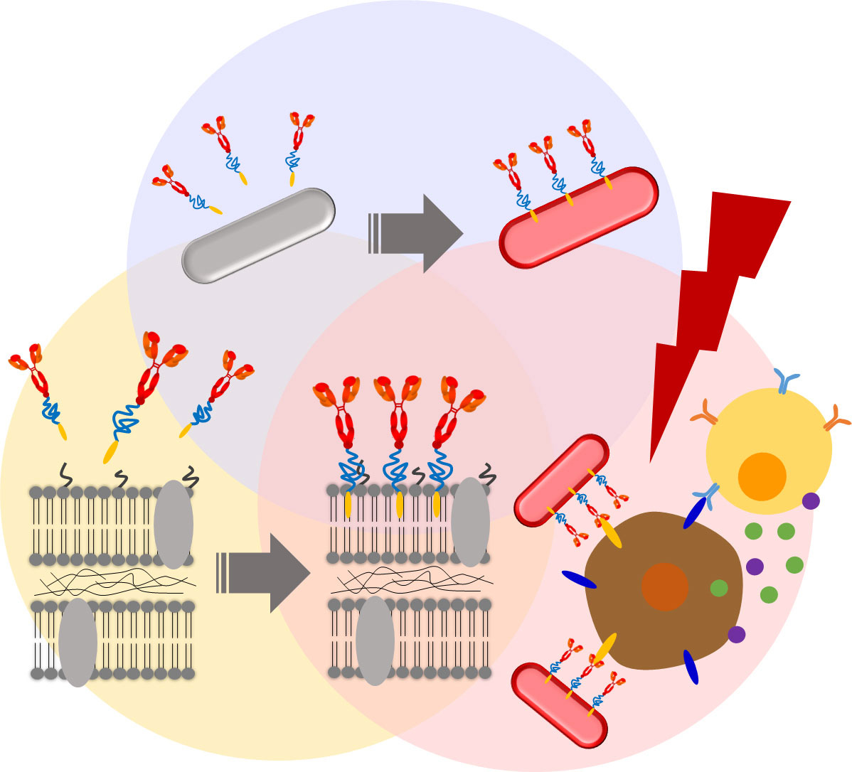 Malignant Tumor Treatment With Photosynthetic Bacteria