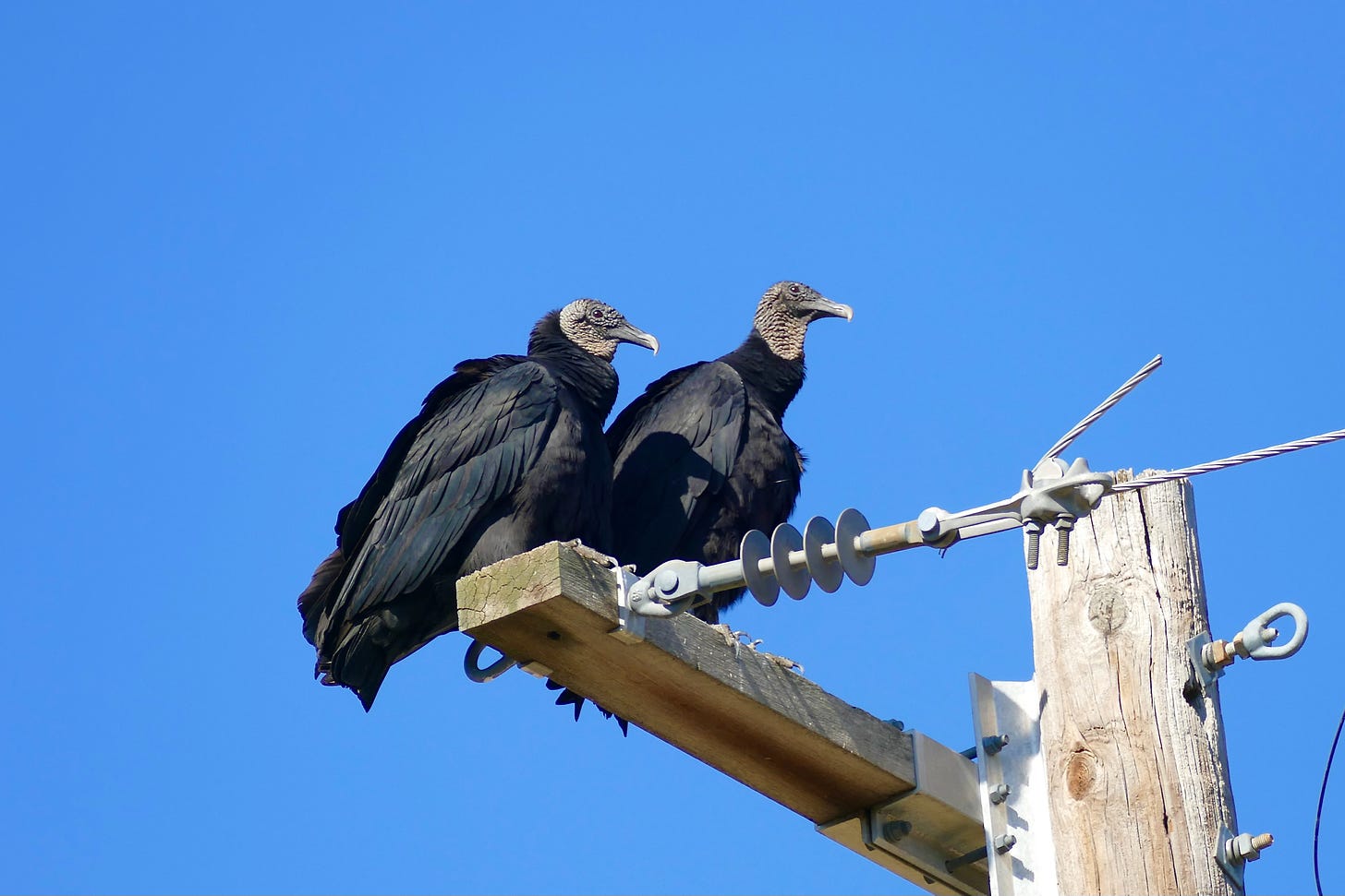 Two vultures on a telephone pole