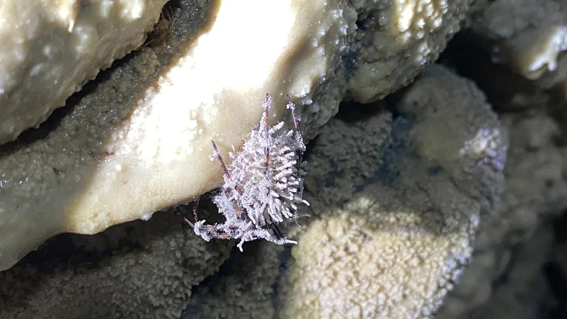 A cave spider covered in purple fuzz