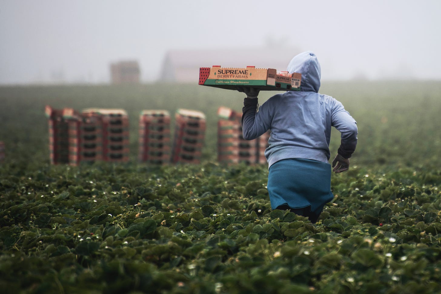 A person working in a strawberry field.