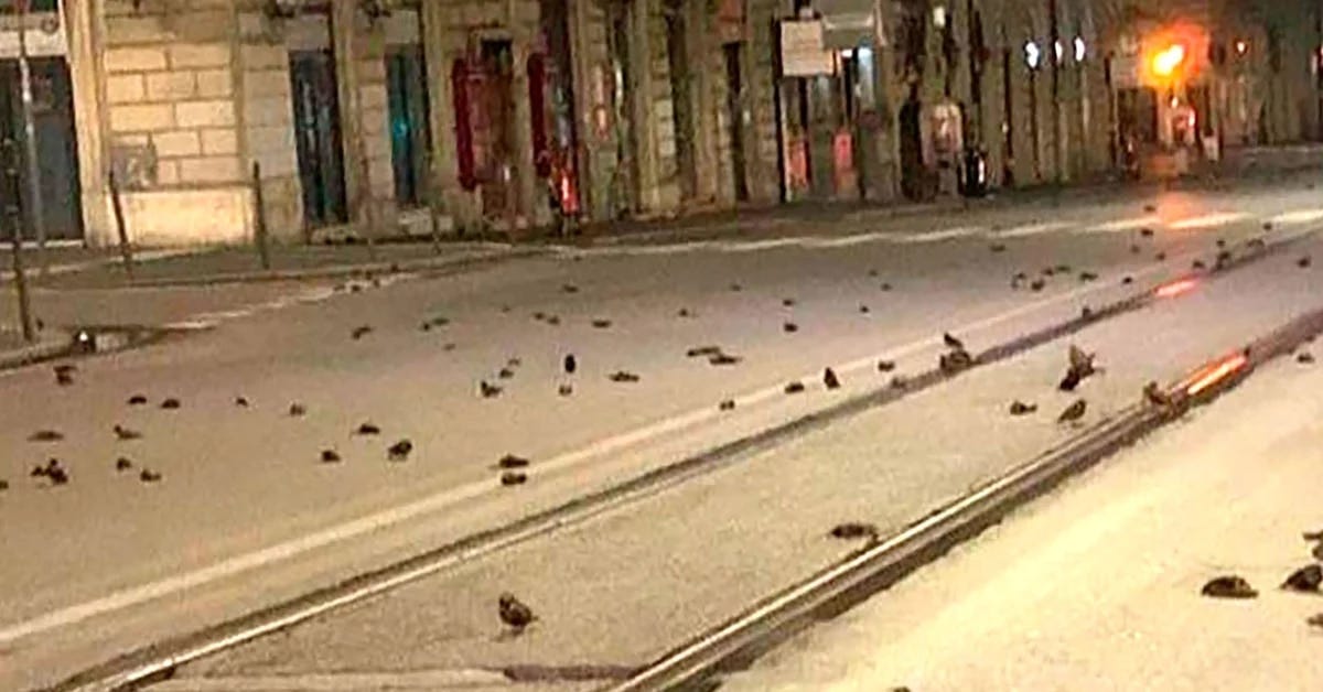 Cientos de aves aparecieron muertas en Roma tras los festejos por el Año  Nuevo - Infobae