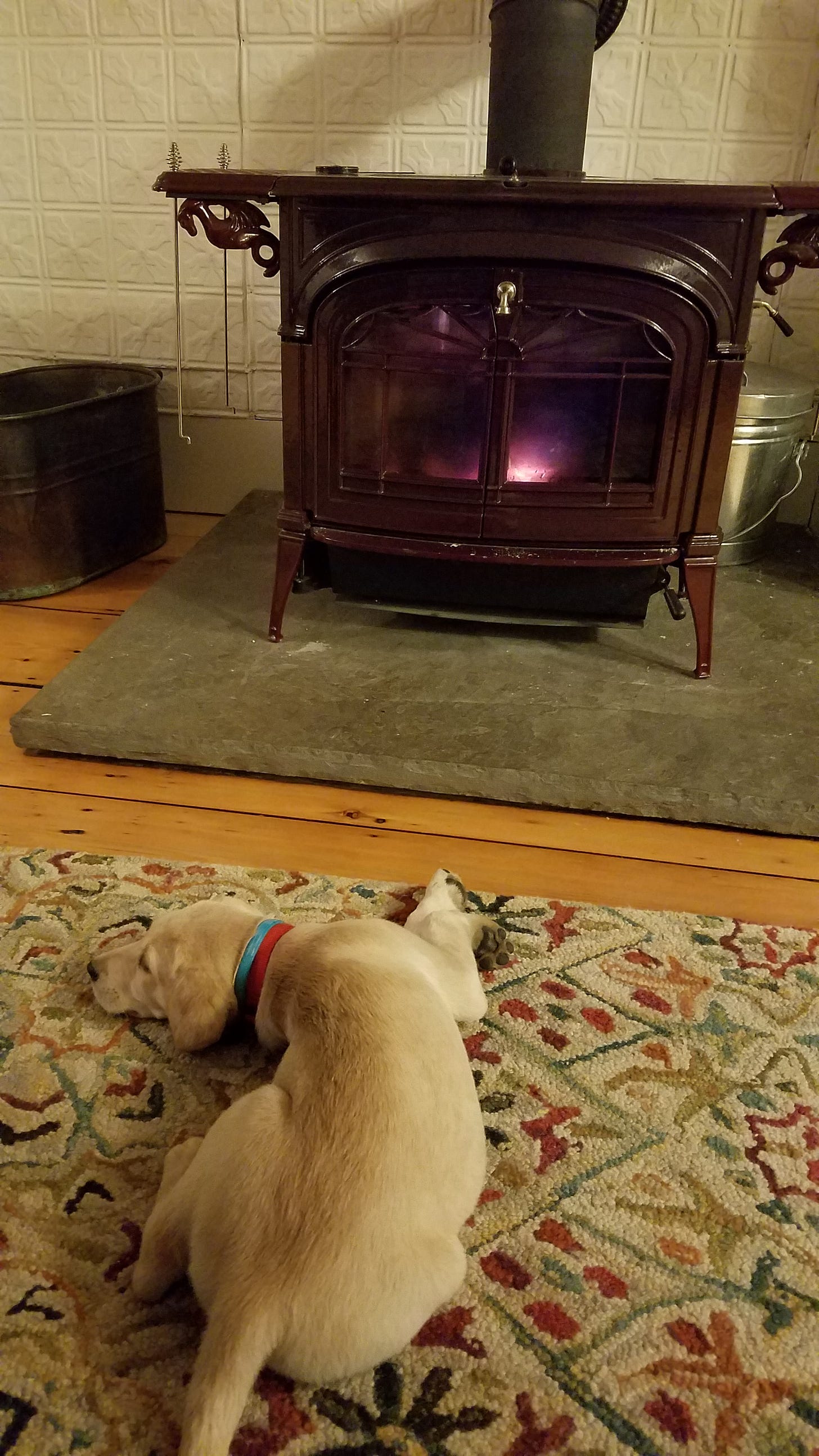 Yellow Lab puppy in front of a woodstove