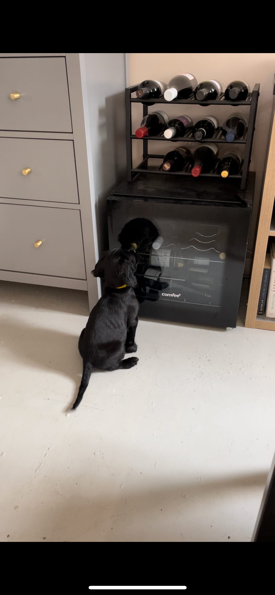 A cocker spaniel puppy looking at a collection of wine