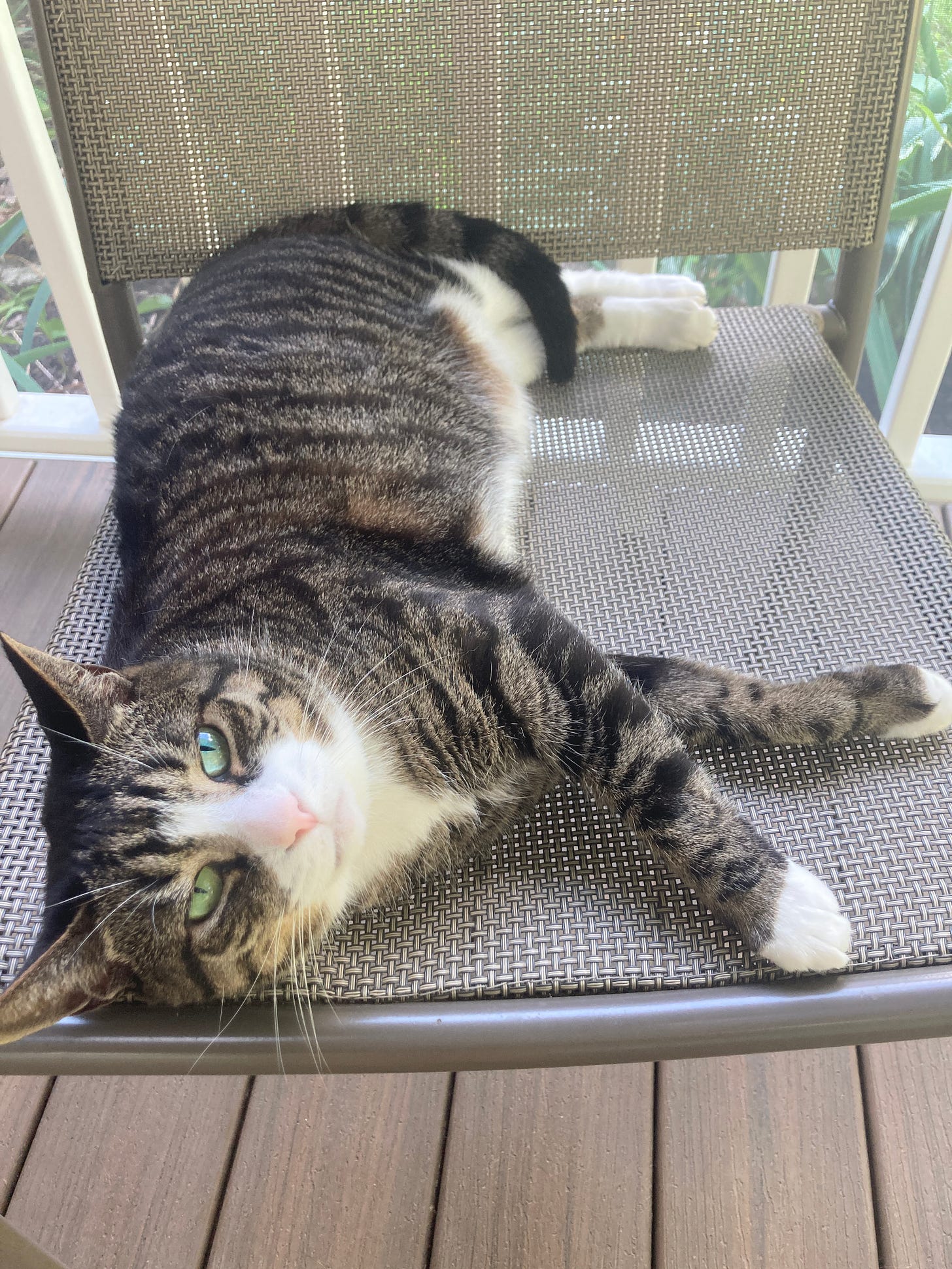 A tabby cat with white points, lying on a chair on a screened in porch