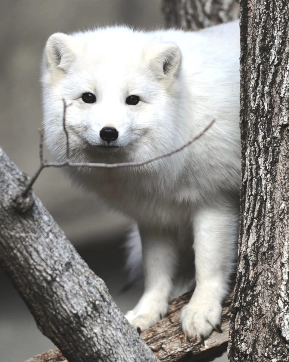 Blizzard, the Arctic fox, died after 10 years at Wildwood Zoo in Marshfield.