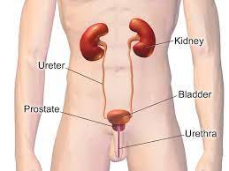 kidney Stone - Dr Anantkumar Urologist