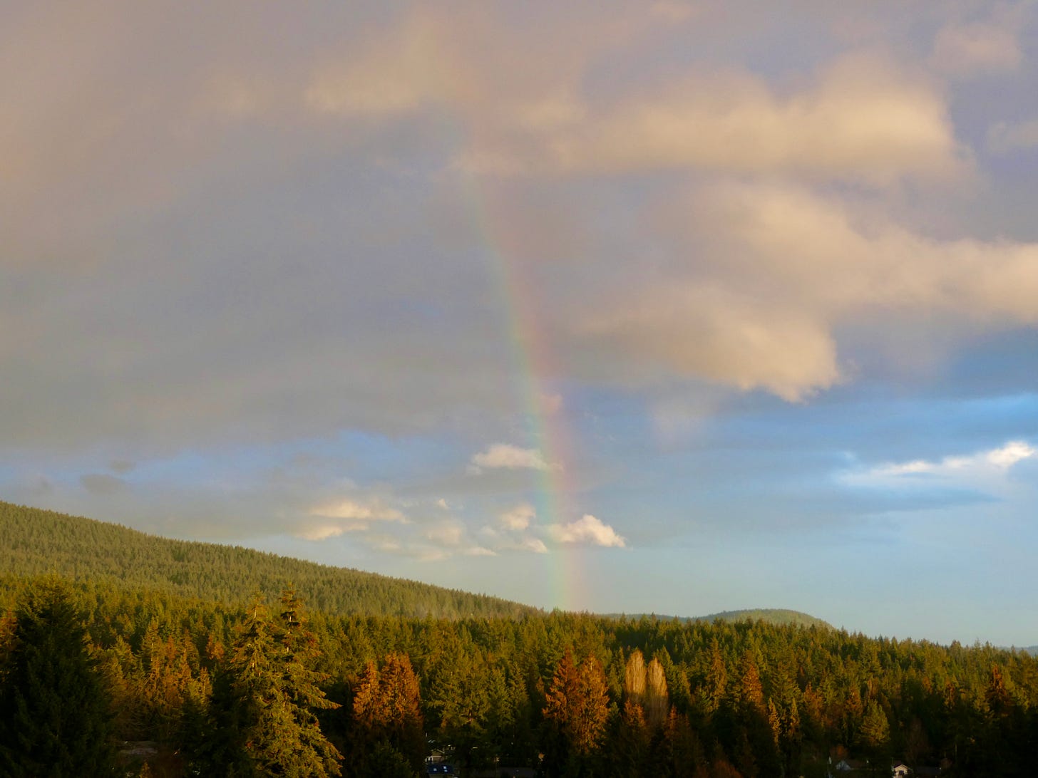rainbow and clouds over fir trees