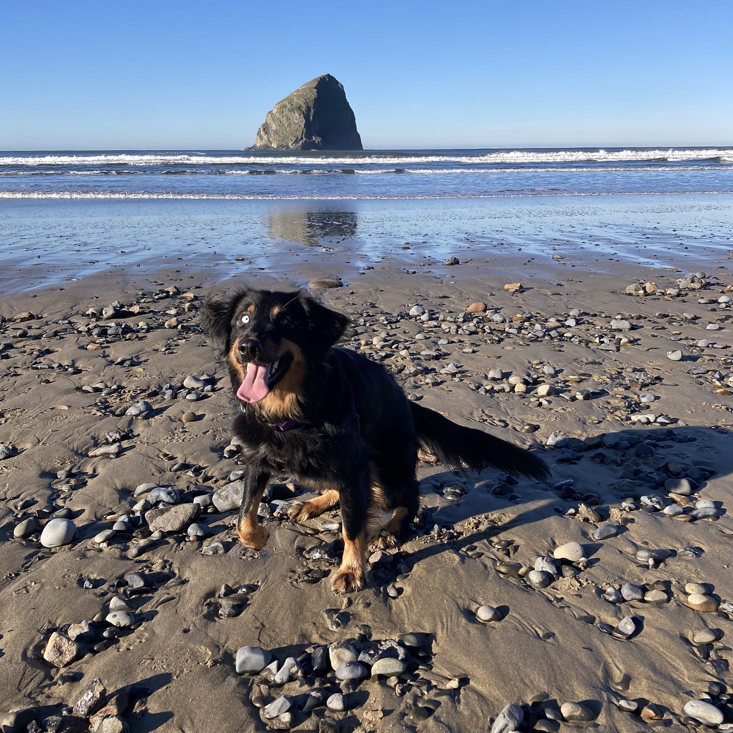 Black and brown dog on the beach looking very excited
