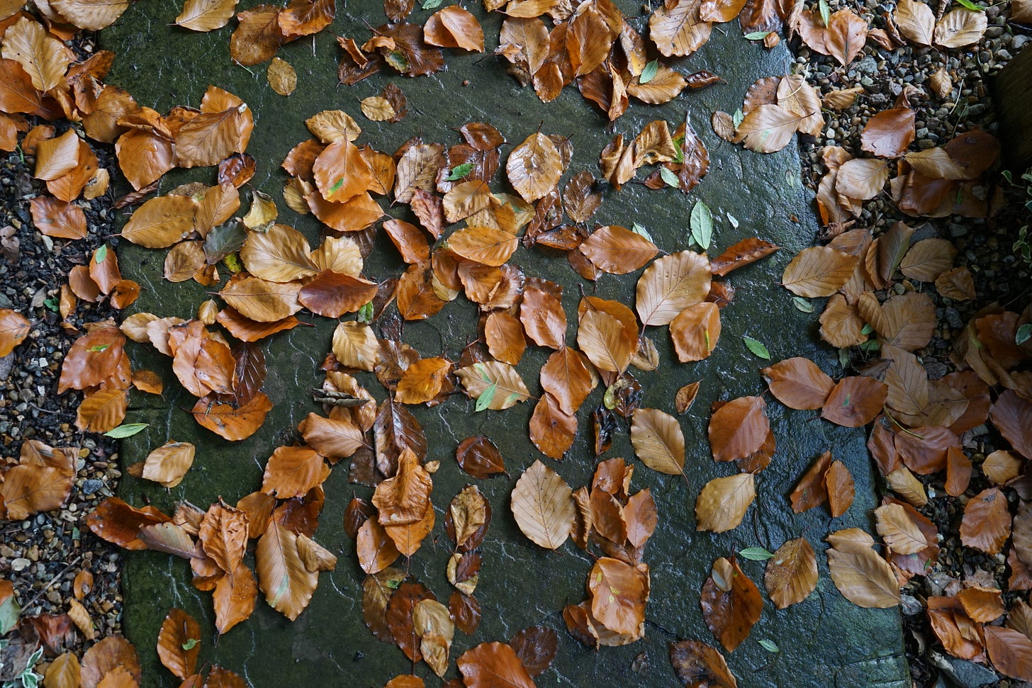 leaves on a paving stone