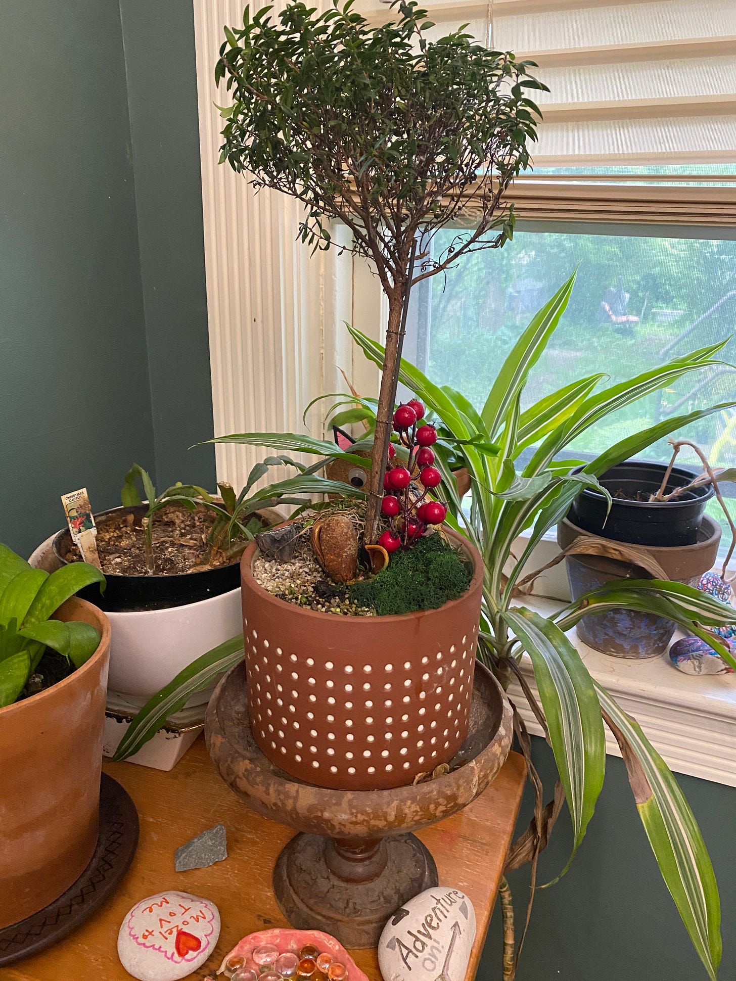 a bonsai tree in a small pot surrounde dby othe rhouse plants