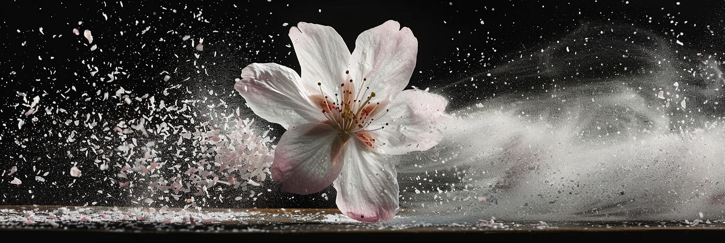 Close-up of a pale pink cherry blossom being hit by a wave of water and small petals, set against a dark, stormy background.