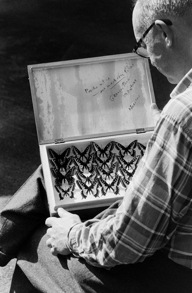 Vladimir Nabokov and collection of butterflies, Ithaca, N.Y., 1958.