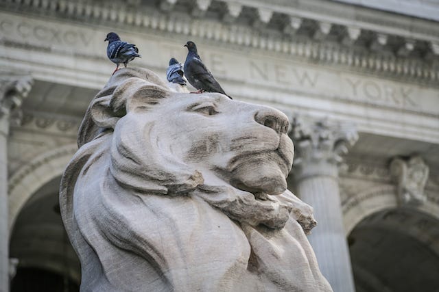 Image courtesy NYPL featuring pigeons atop the head of Patience, one of two stone lions guarding the main branch of the New York Public Library. Renamed Patience and Fortitude by Mayor Fiorello LaGuardia as a message to New Yorkers during the Great Depression, the lion’s original names were Leo Astor and Leo Lenox after the library’s founders John Jacob Astor and James Lenox.
