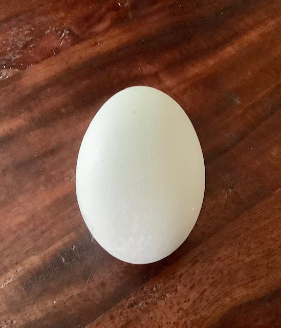 egg