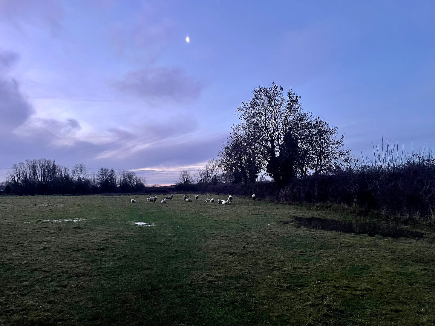 Sheep in a field with the morning moon overhead