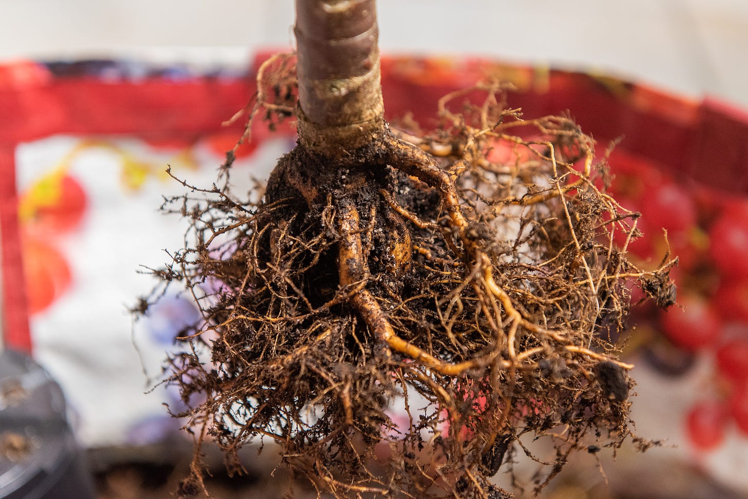 ID: The roots combed out, showing prominent roots of the nebari and a root above