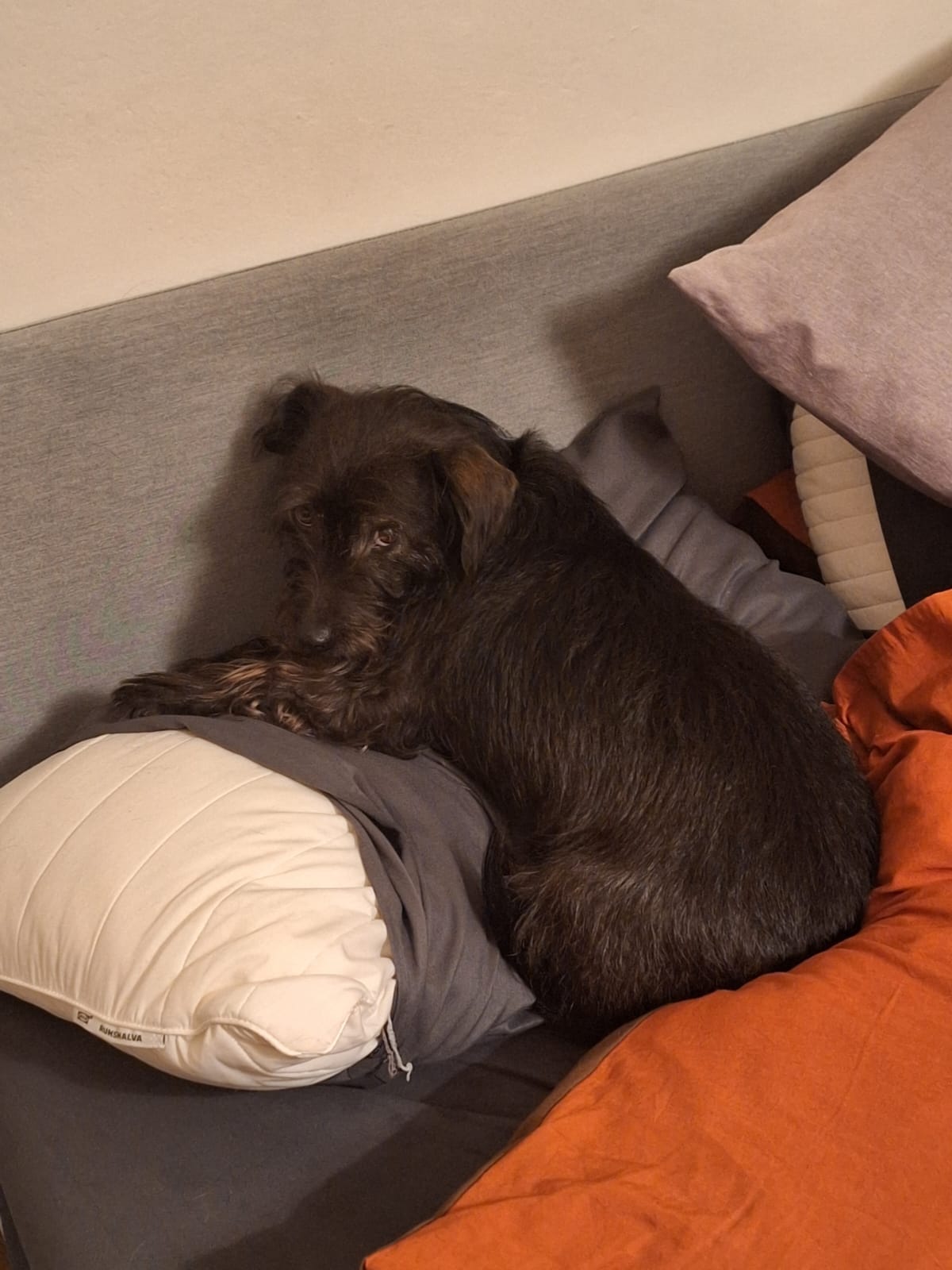 A small black dog lies down on my pillow while I'm away for a conference. She is looking at the camera, which is behind her.