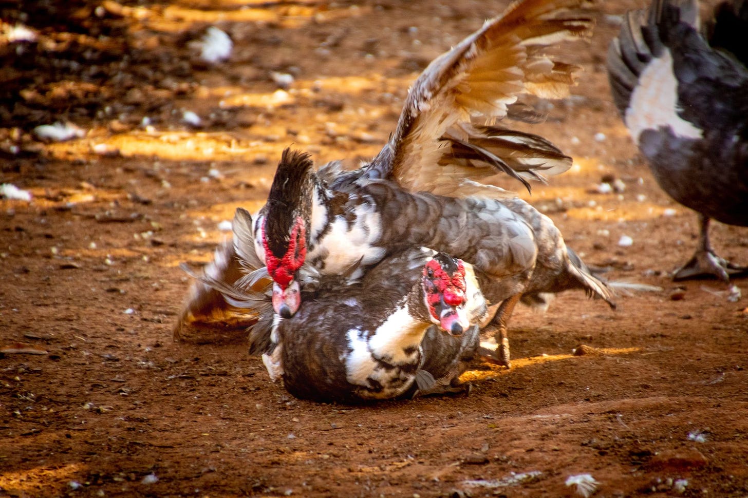 two ducks fighting in the dirt photo via pexels