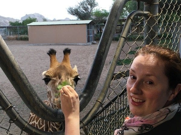 Giraffe feeding! 