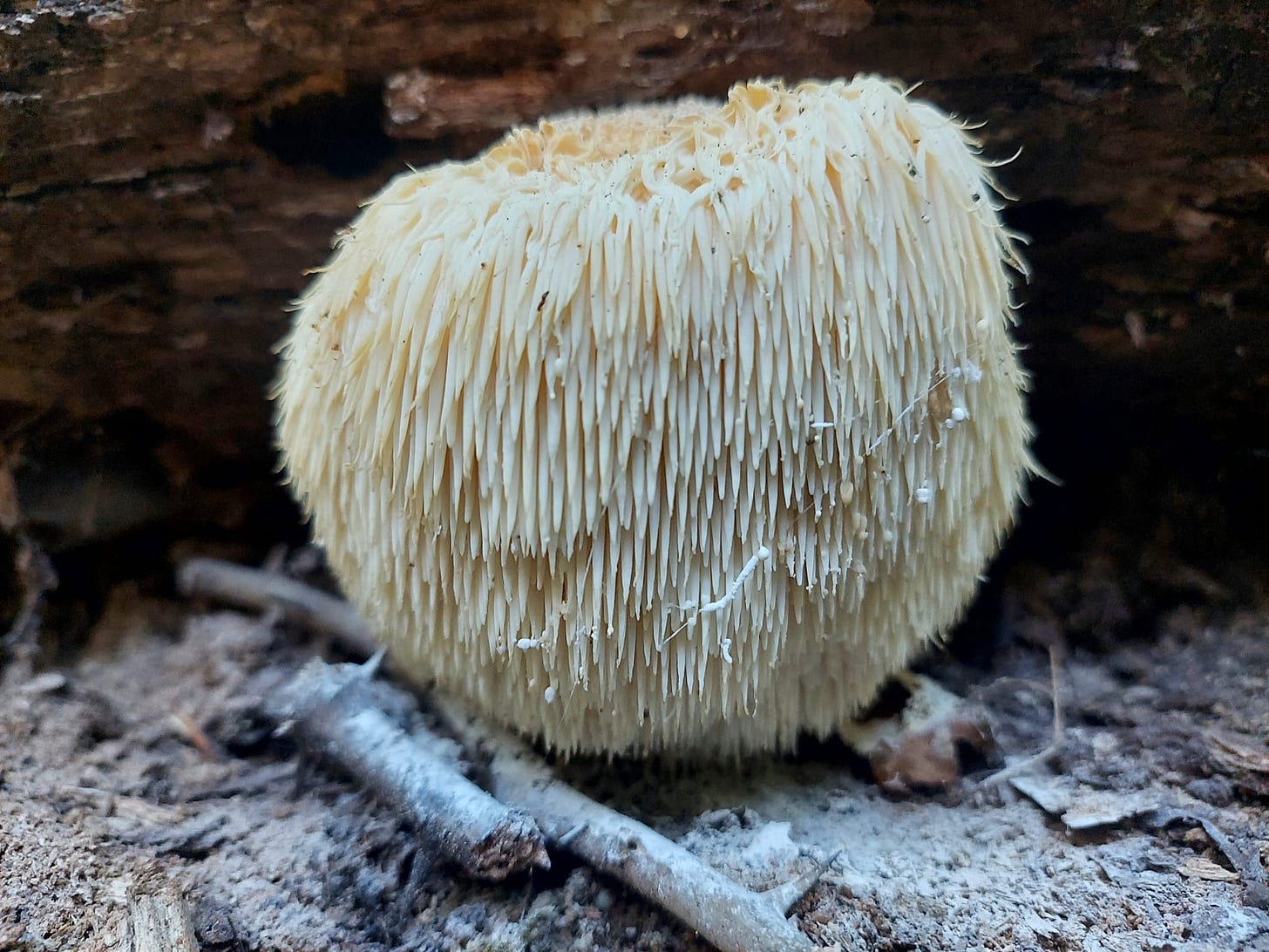 Lion's Mane (Hericium erinaceus)