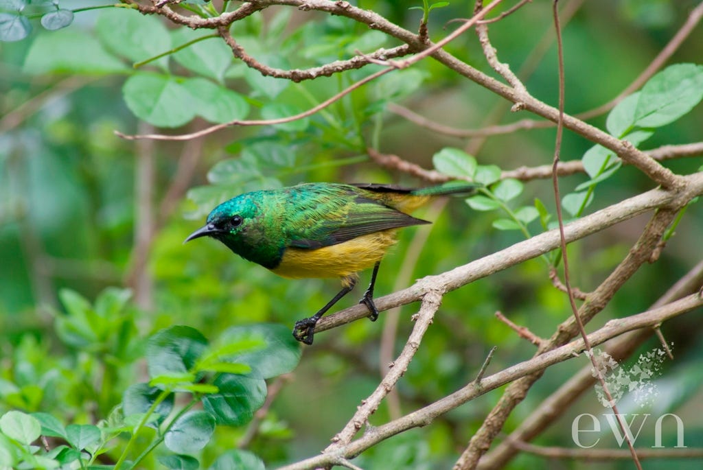 The green feathers of Collared Sunbirds are intensely irridescent, and the male has a thin purple collar band at the base of his chest. 