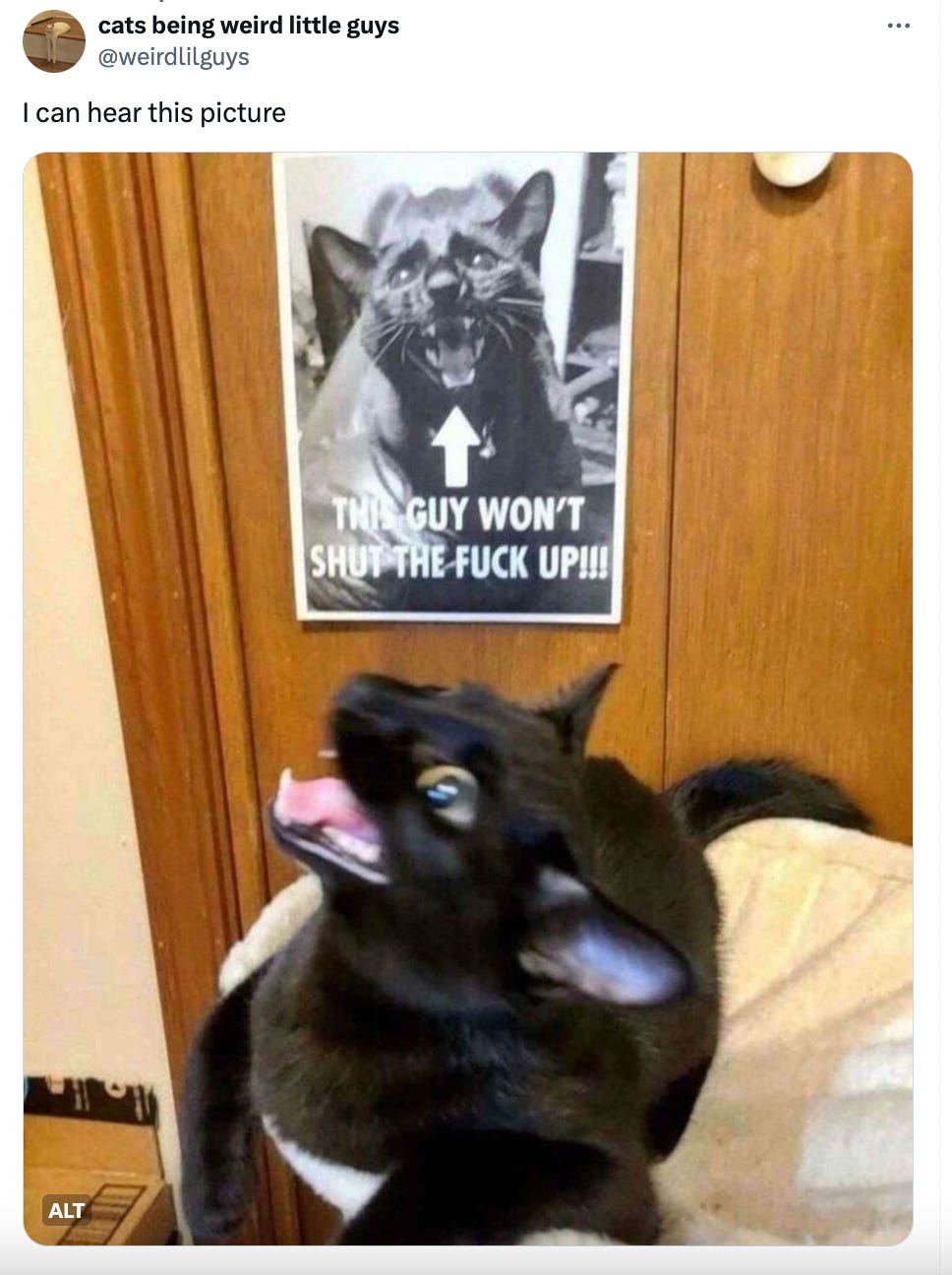 black cat screaming in front of a sign with a picture of him that says “this guy won’t shut the fuck up!!!”