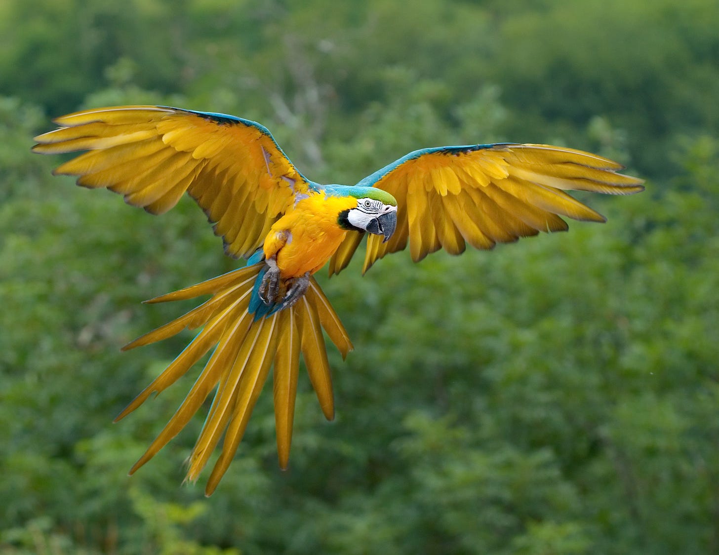 A female blue-and-gold macaw, seen from below mid-flight, with wings and tail feathers fully spread against a backdrop of green treetops.