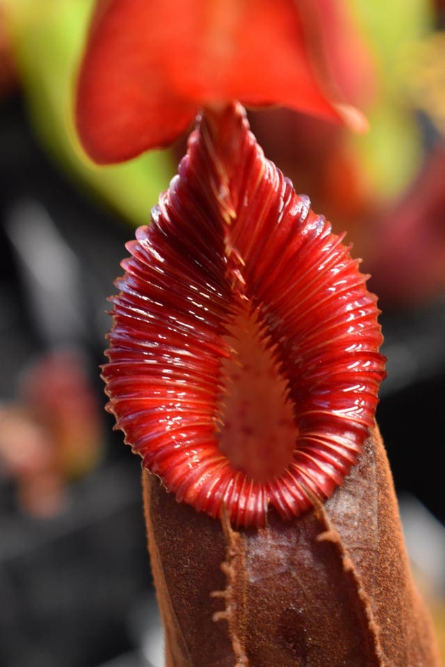 Nepenthes diatas from Sumatra has gaping maws lined with vicious, jagged  teeth. This species should be on every highland Nepenthes grower's list!  [Gng. Masurai, BE-3861] : r/SavageGarden