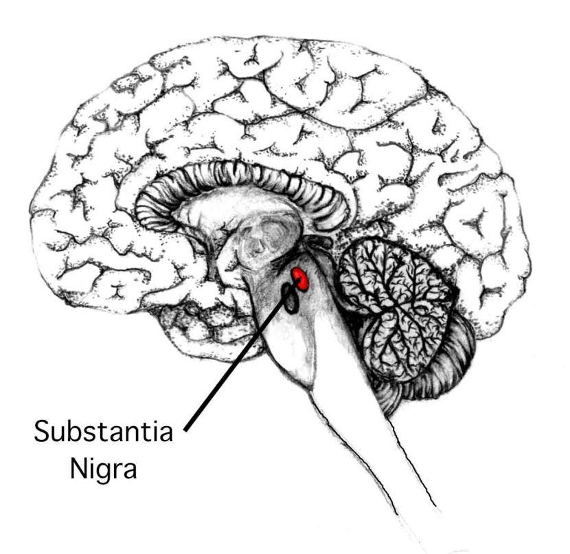 What is the structure and function of the substantia nigra? — Brain Stuff