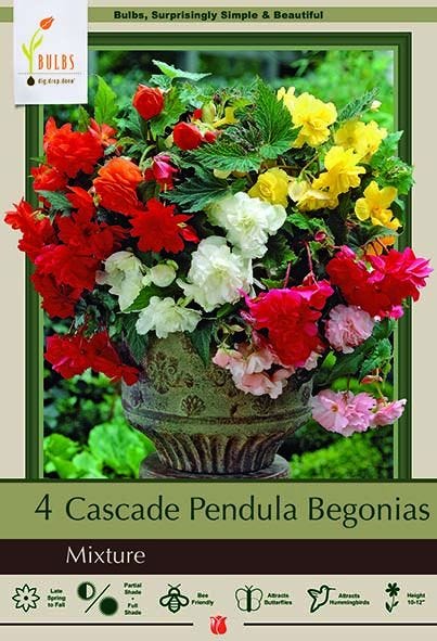 Cascade Pendula Begonia Mixture, 4 Pack