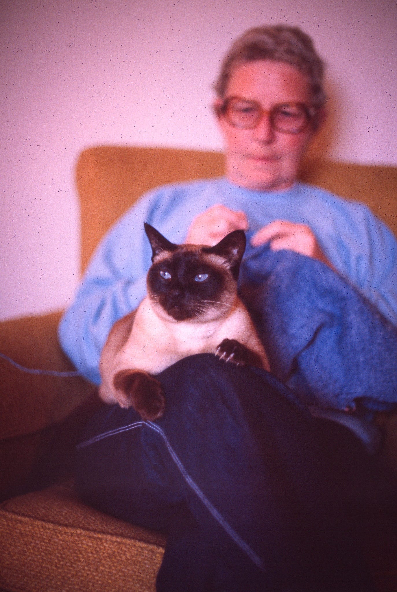 Abigail the Siamese cat with Betty