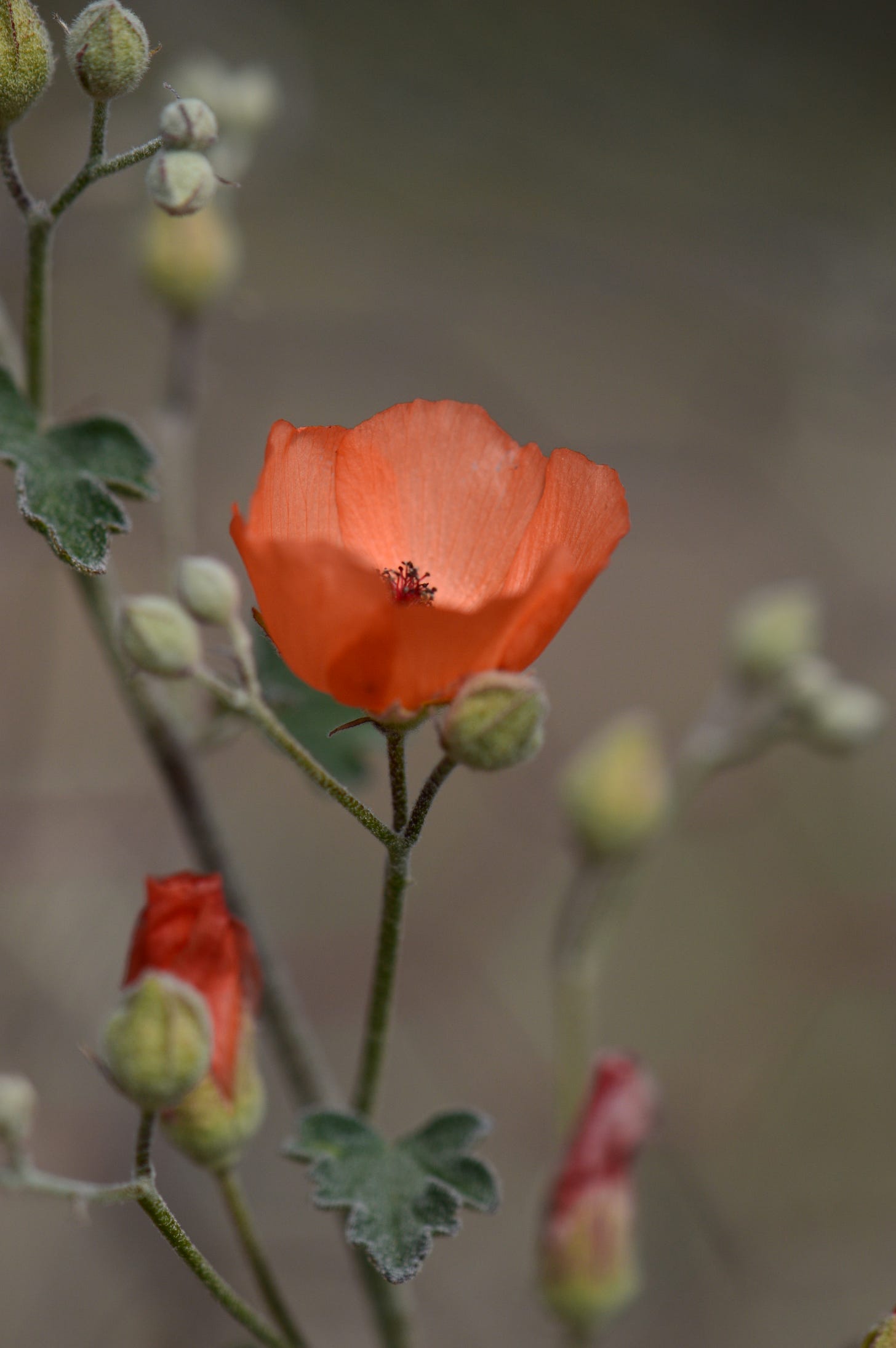 a close-up image of an orange wildflower, pale green buds and scalloped leaves on wiry stems
