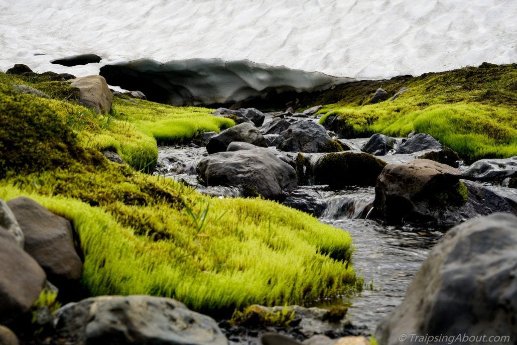 Bright green moss along a stream fed by a snow field.